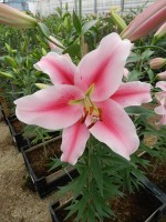 [5542 PO45 LUN 3981 No02.JPG]